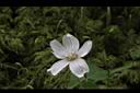 山酢醬草-花03.JPG