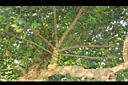山鳳果-枝幹01.JPG
