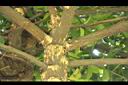 山鳳果-枝幹02.JPG