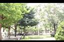 山鳳果03.JPG