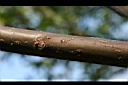羅氏鹽膚木-皮孔0.jpg