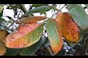 羅氏鹽膚木-紅葉0.JPG