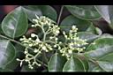 山黃皮-花0.jpg