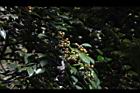 山黃皮-實36.JPG