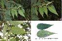 山黃麻-葉1.jpg