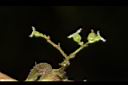 山黃麻-雌花03.JPG