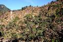 山黃麻08.JPG