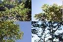 山黃麻2.jpg