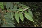 山黃麻-葉01.JPG