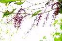 山龍眼-花序05.JPG