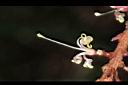 山龍眼-花蕊12.JPG
