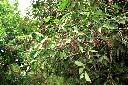 山龍眼09.JPG