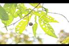 山龍眼-實30.JPG