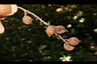 山龍眼-實45.JPG