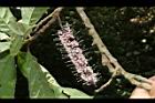 山龍眼-花10.JPG