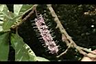 山龍眼-花11.JPG