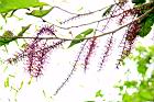 山龍眼-花序04.JPG