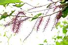山龍眼-花序06.JPG