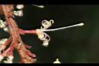 山龍眼-花蕊10.JPG