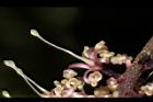 山龍眼-花蕊14.JPG