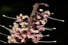 山龍眼-花蕊17.JPG
