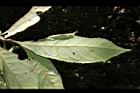 山龍眼-葉背10.JPG