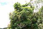 山龍眼08.JPG