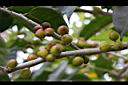 島榕-實04.jpg