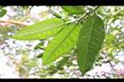 島榕-葉08.jpg