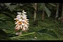 密穗山薑-花01.JPG