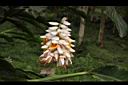 密穗山薑-花02.JPG