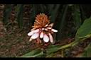 密穗山薑-花04.JPG