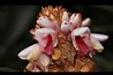 密穗山薑-花11.JPG