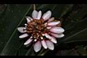 密穗山薑-花苞00.JPG