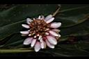 密穗山薑-花苞01.JPG