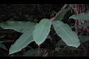 密穗山薑-葉00.JPG