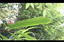 密穗山薑-葉02.JPG