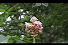 密穗山薑-花序04.JPG