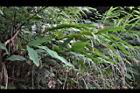 密穗山薑06.JPG