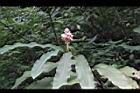 密穗山薑09.JPG