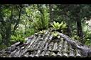 崖薑蕨-山蘇0.jpg