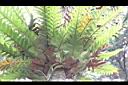 崖薑蕨-葉基05.jpg