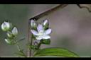巒大當藥-花06.jpg