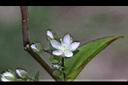 巒大當藥-花09.jpg