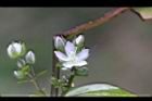 巒大當藥-花05.jpg