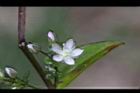 巒大當藥-花07.jpg