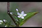 巒大當藥-花08.jpg