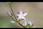 巒大當藥-花10.jpg
