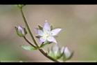 巒大當藥-花11.jpg