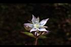 巒大當藥-花16.JPG